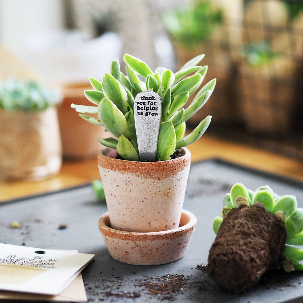 thanks for helping me grow succulent Personalised 'Thank You For Helping Me/Us Grow' Plant Marker – Kutuu